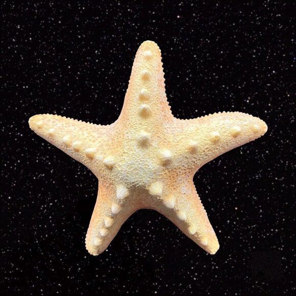 Starfish on Faux Wood Sculpture Figurine Large Wide 11”t 8”w - Picture 3 of 9